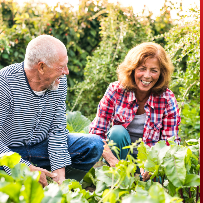 Older couple gardening outside on a sunny day.