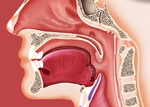 anatomical side view of inside the mouth
