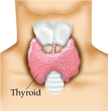 thyroid placement (anatomical front view)